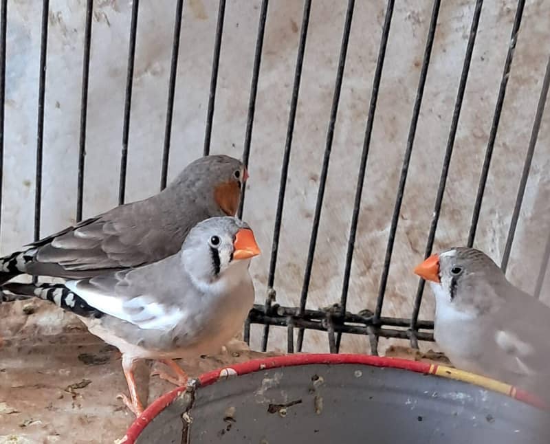zebra finch breeder pairs bangalese society finches breeder pair 3