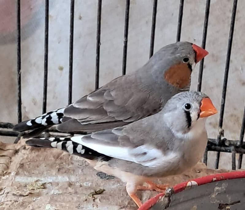 zebra finch breeder pairs bangalese society finches breeder pair 4