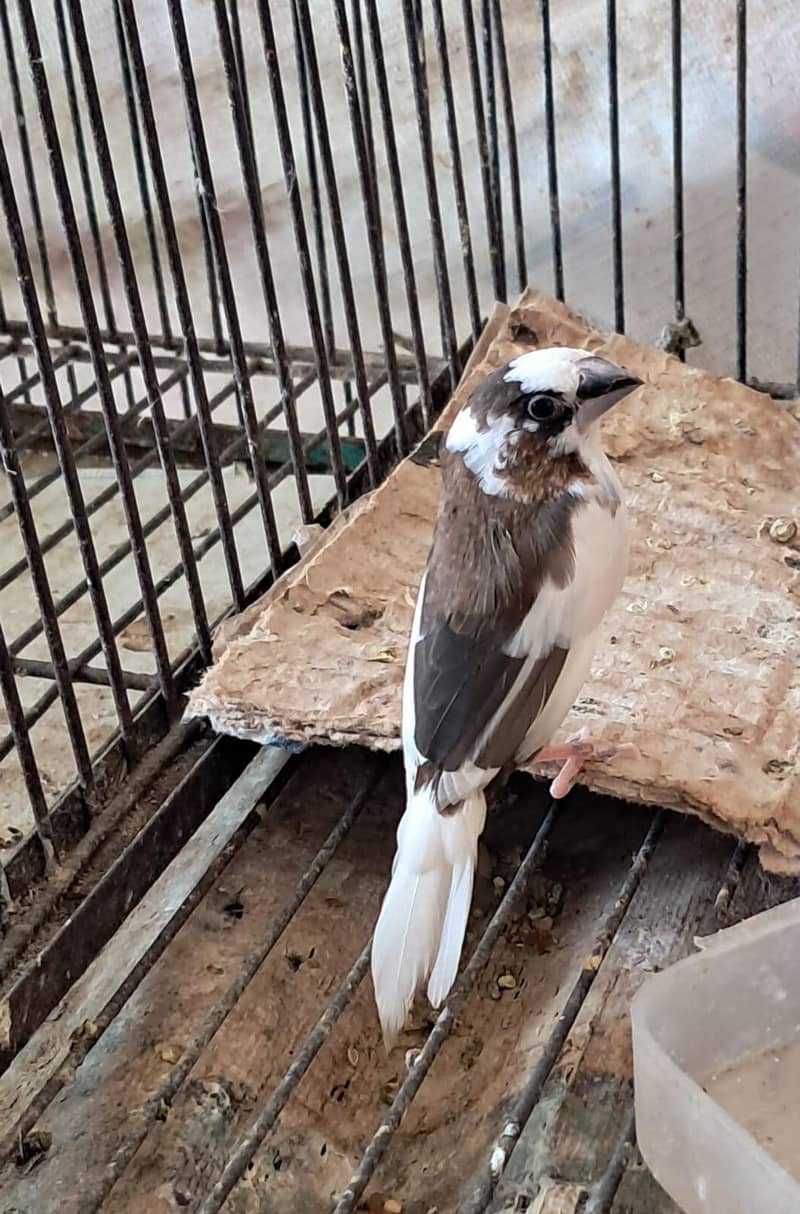 zebra finch breeder pairs bangalese society finches breeder pair 5
