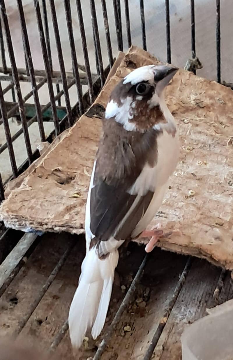 zebra finch breeder pairs bangalese society finches breeder pair 6