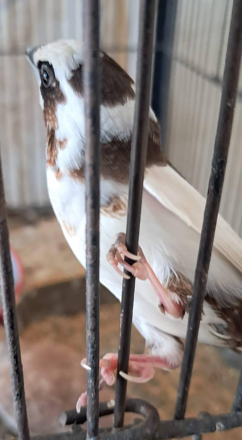 zebra finch breeder pairs bangalese society finches breeder pair 7