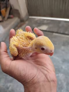 Peely