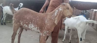 eid special  offer  goat for sale contact no 03088501688