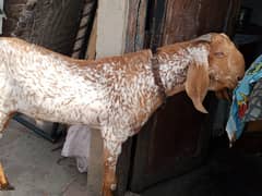 Qurbani