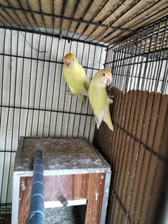Love birds