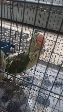 Raw Pair 3 month old