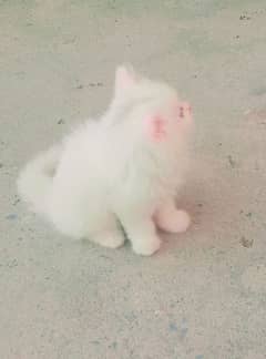parsian