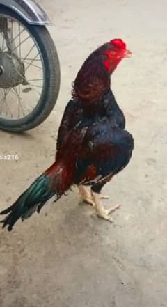 lakha