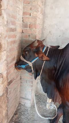 Qurbani