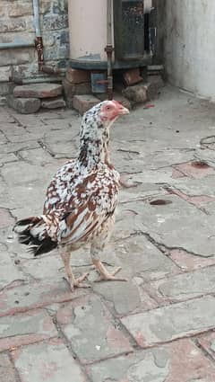 aseel murgi for sale