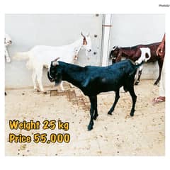 Goats for sale