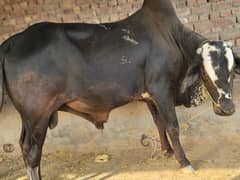 qurbni k lia ye janwar or en ky elva b mil jyegy