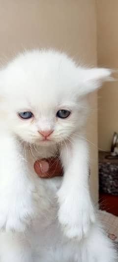 Persian kittens