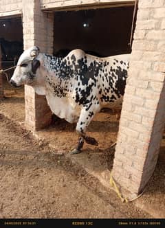 Bulls ,goats, بیل ،گاے، wehra , wehriyaan,قربانی کے جانور