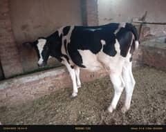 cholistani, faresion cow ,jersey, sahiwal cross gay