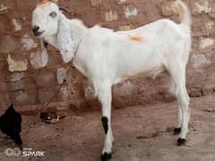 nayaab heera  rabta 0three 3 six 5 four 8 four 5 one 2