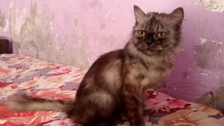 pershion breeder female