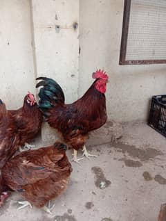 rir eggs |Fertile Eggs |Rhode Island Red  eggs