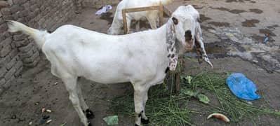 Bakra