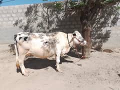 Cow