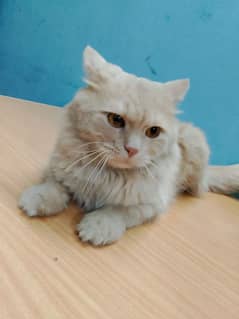 Persian