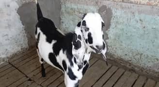 Goat for qurbani 2025 for sale