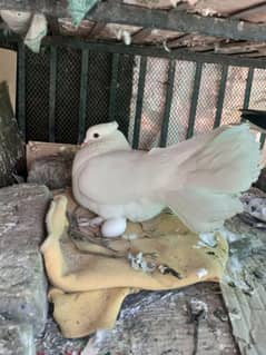 lakka kabotar for sale | English fantail pigeon