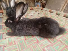 Flemish giant rabbit pair age 3 month best quality