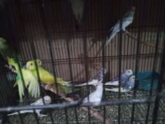 budgie