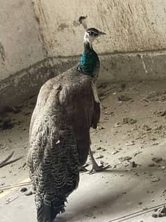 peacock