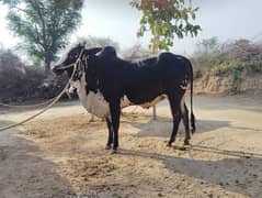 karahi