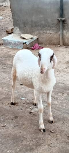 Mondra