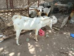 Qurbani