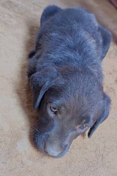 labra