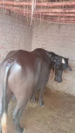 Qurbani wala pakka Khira Katta
