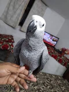 African grey cango salf feed