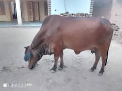 kurbani wali gaye