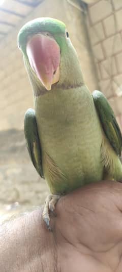 pahari 2 saal ka hy