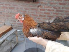 3 Misri golden hens