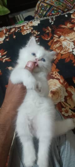 Cats Babay Home Bread Fully healthy and playful blue eyes.