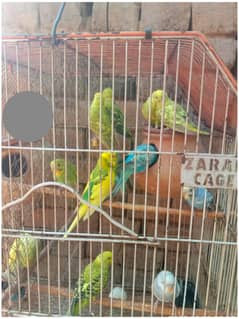 Budgie parrot Bird's