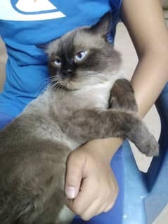 Male