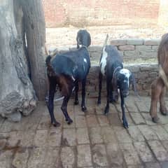 bakri