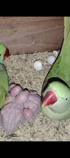 Kashmiri Raw pair | Green Parrot | raw breeder pair | طوطے