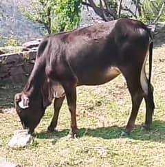 Cow for sale Rs: 140,000