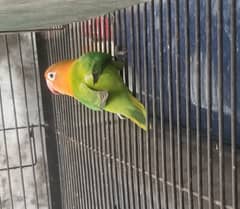 Love bird female for sale