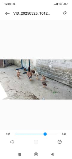 Selling aseel chicks