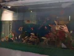 AQUARIUM