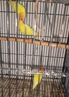 1 dacino male. and 2 krmeeno female