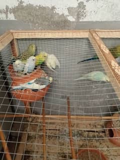 parot